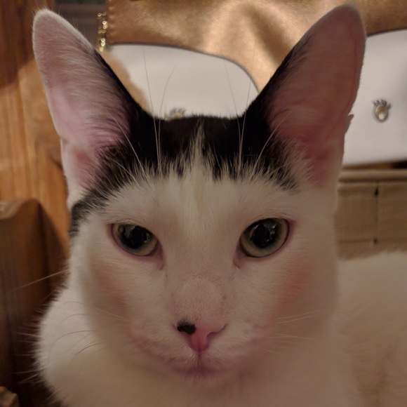 Meet your Posher, Ashlyn - Picture 10 of 10